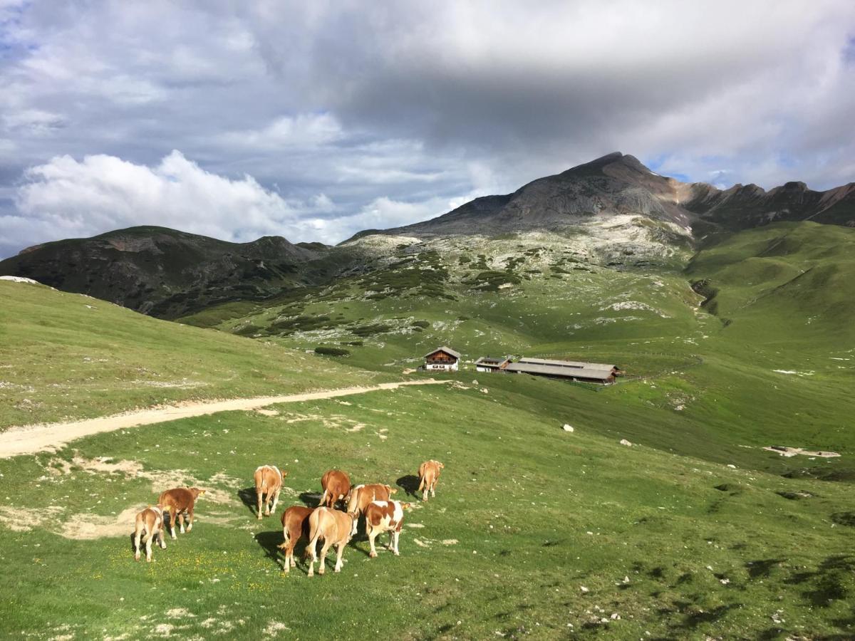 Alpinus Agriturism Apartment ซานมาร์ตีโน อิน บาร์เดีย ภายนอก รูปภาพ